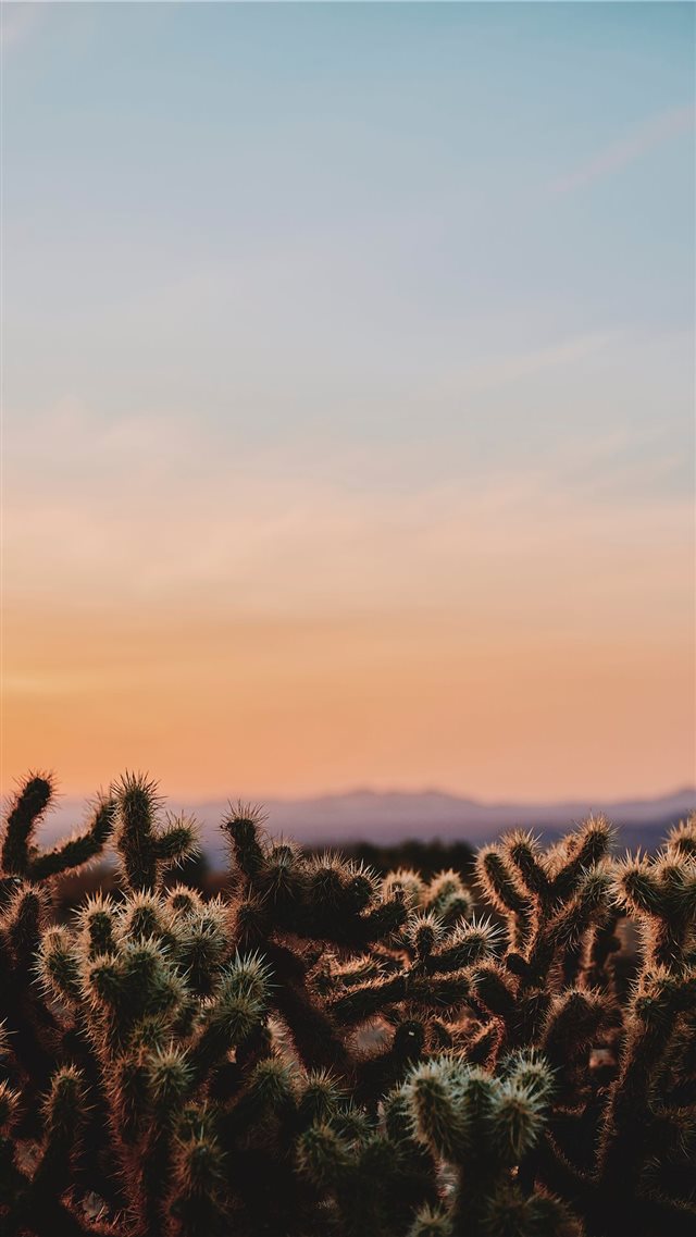 closeup photo of cactus under white and blue sky d... iPhone 8 wallpaper 
