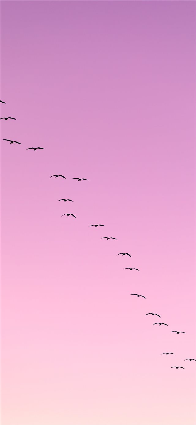 flock of birds flying iPhone 11 wallpaper 