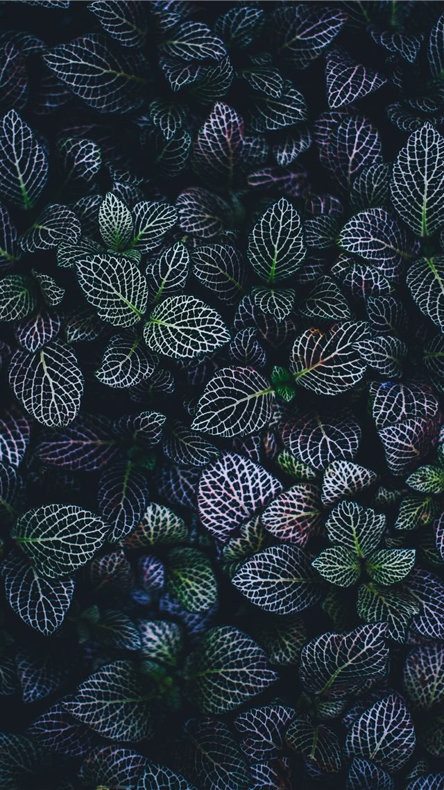 green and blue leaves plants iPhone 8 wallpaper 