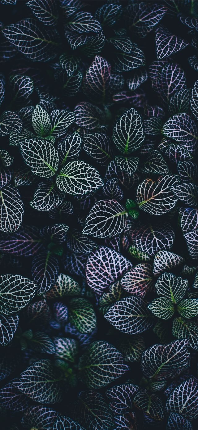 green and blue leaves plants iPhone X wallpaper 