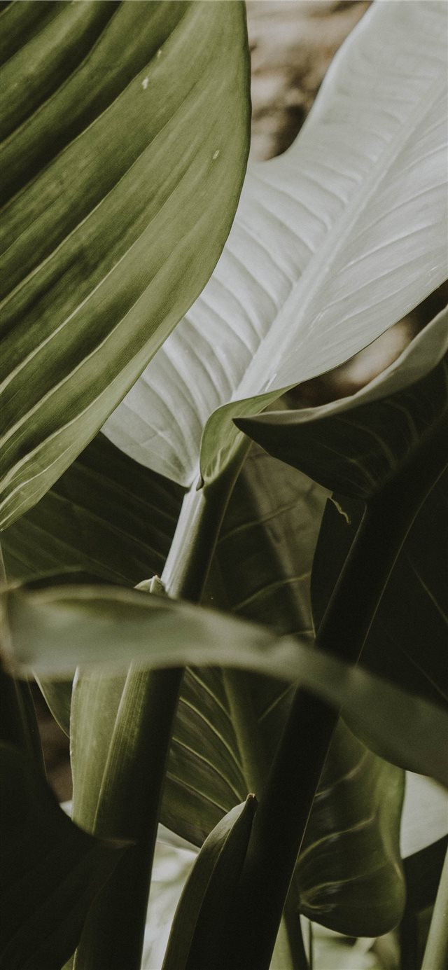 green leafy plant iPhone 11 wallpaper 