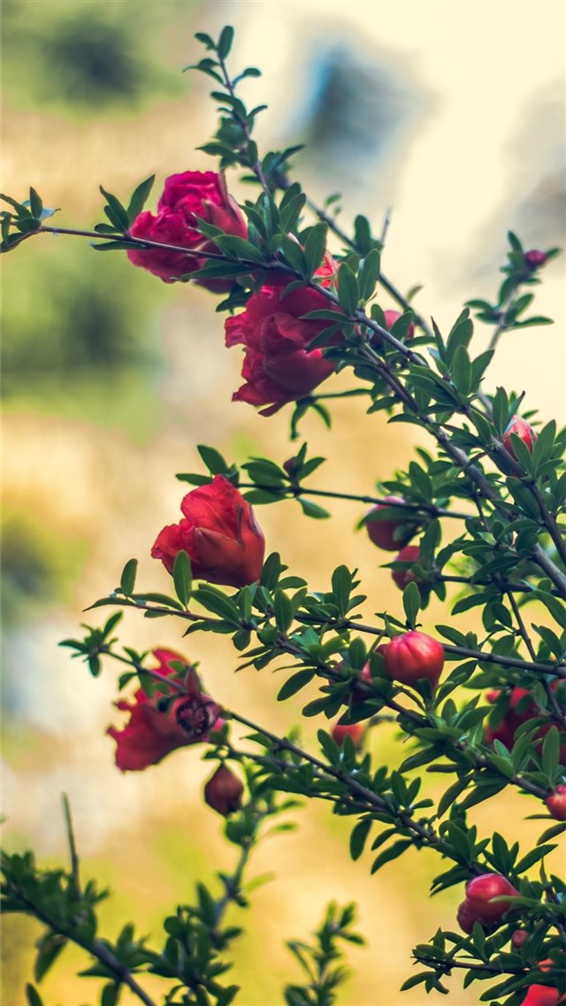 Red flowers twigs hazy spring 1242x2688 Max wallpa... iPhone 8 wallpaper 
