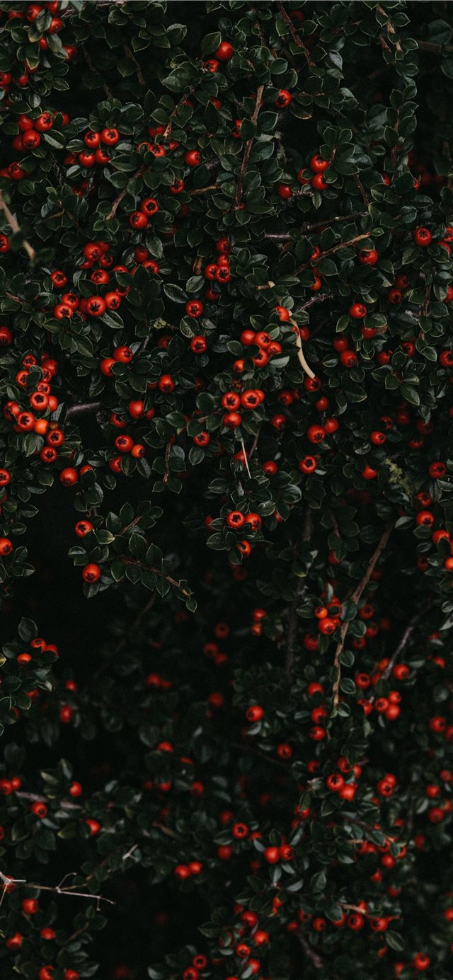 red fruited plant iPhone X wallpaper 