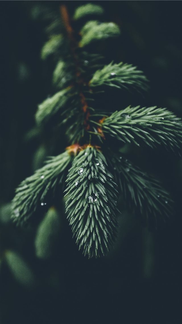 shallow focus photography of green spruce tree iPhone 8 wallpaper 