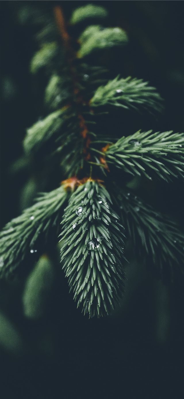 shallow focus photography of green spruce tree iPhone 11 wallpaper 