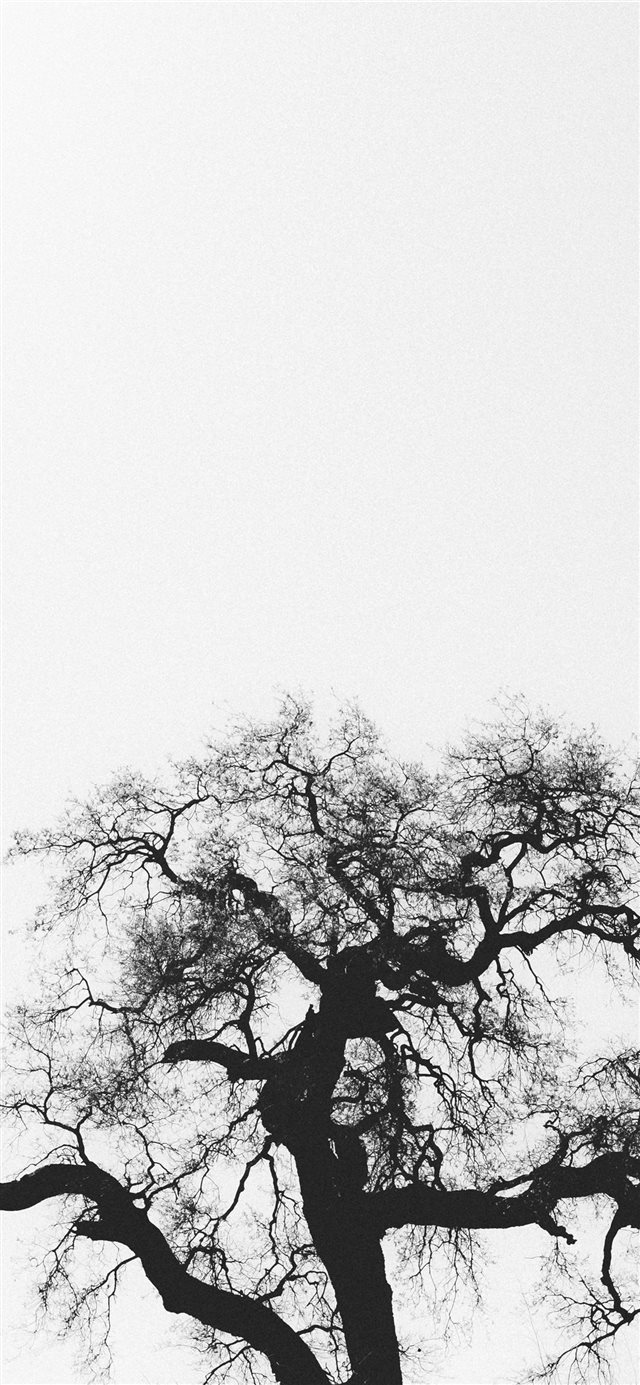 silhouette of bare tree iPhone X wallpaper 