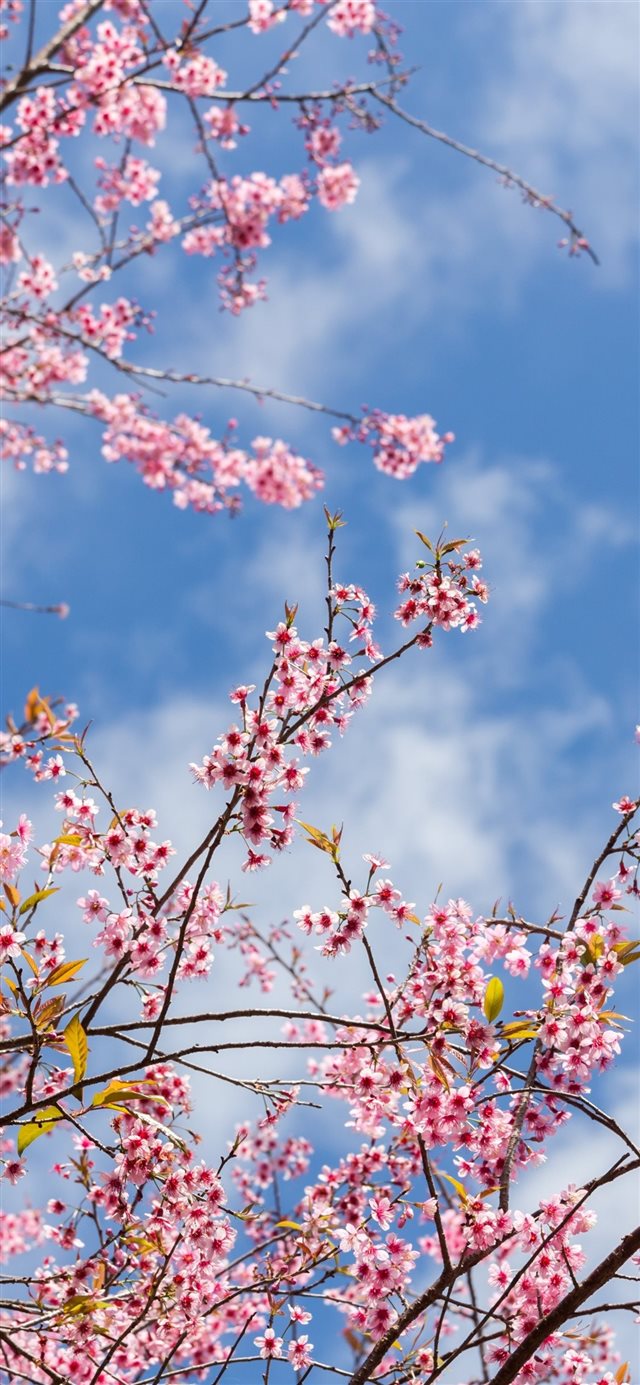 Spring sakura flowering pink flowers twigs 1125x24... iPhone X wallpaper 