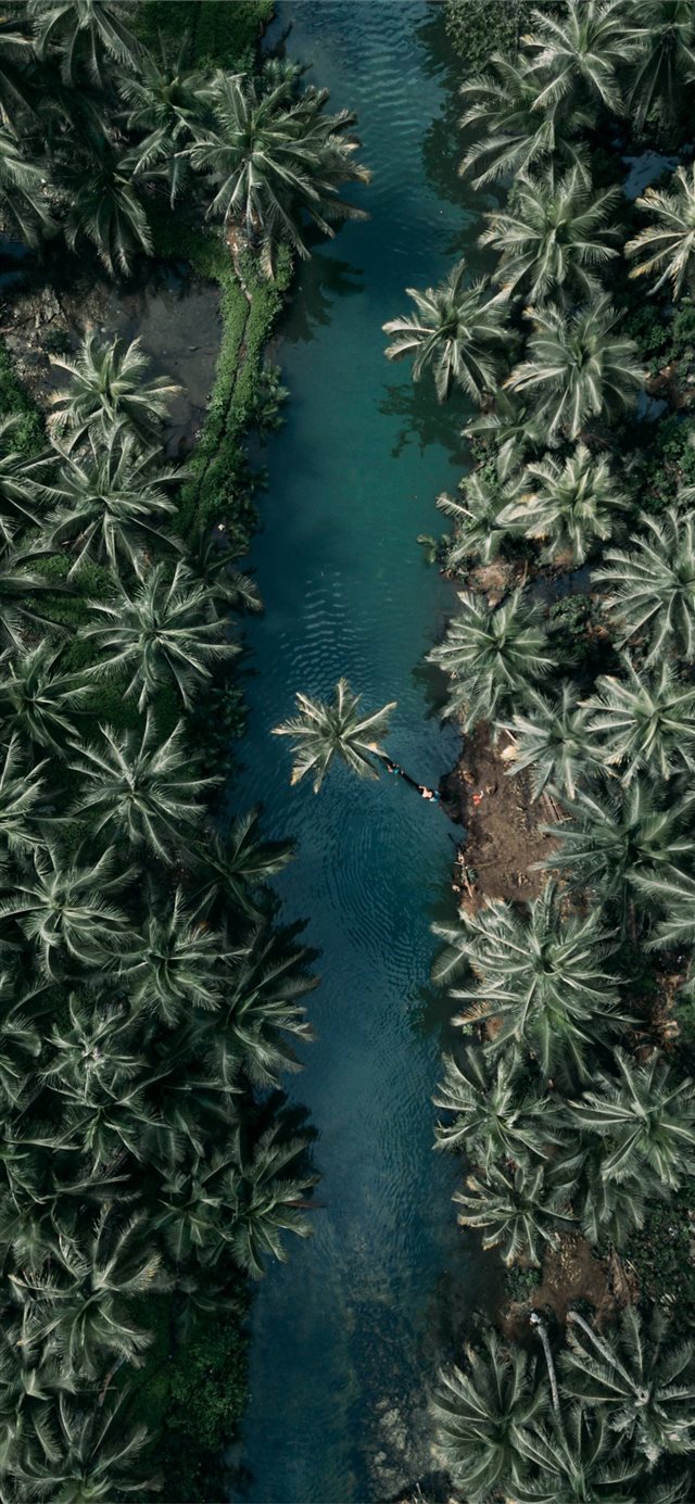 top view of palm trees iPhone X wallpaper 