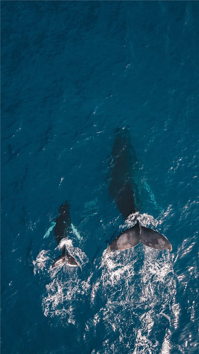 two black whales swimming in body of water iPhone 8 wallpaper 