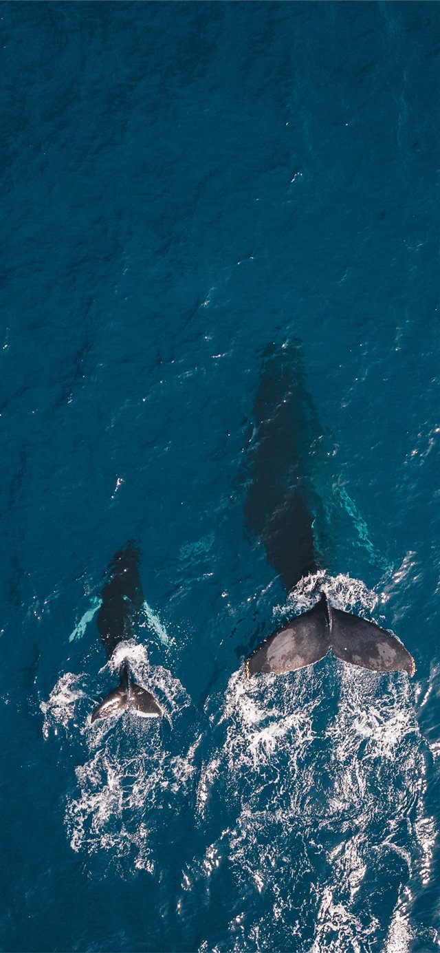two black whales swimming in body of water iPhone 11 wallpaper 
