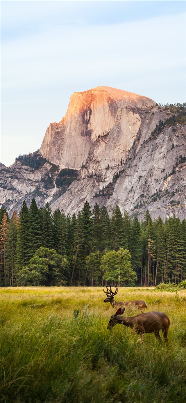 two brown deer beside trees and mountain iPhone X wallpaper 
