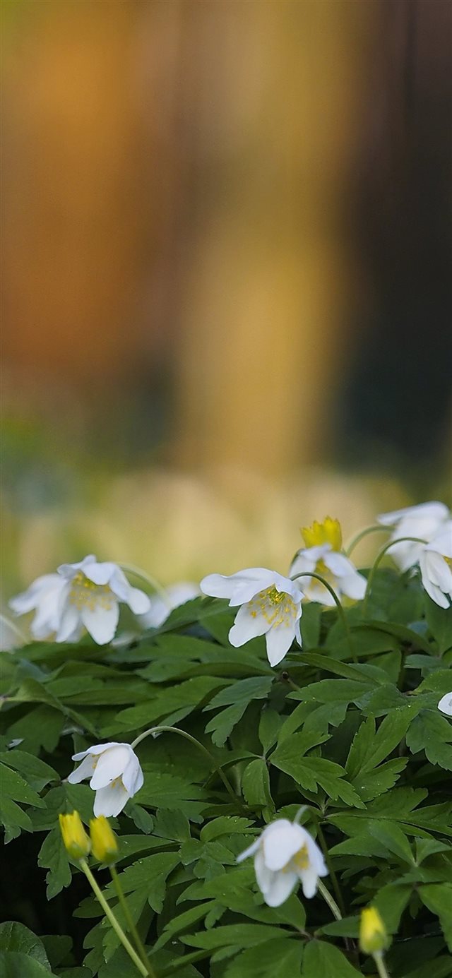 White flowers anemone spring 1125x2436 wallpaper b... iPhone X wallpaper 