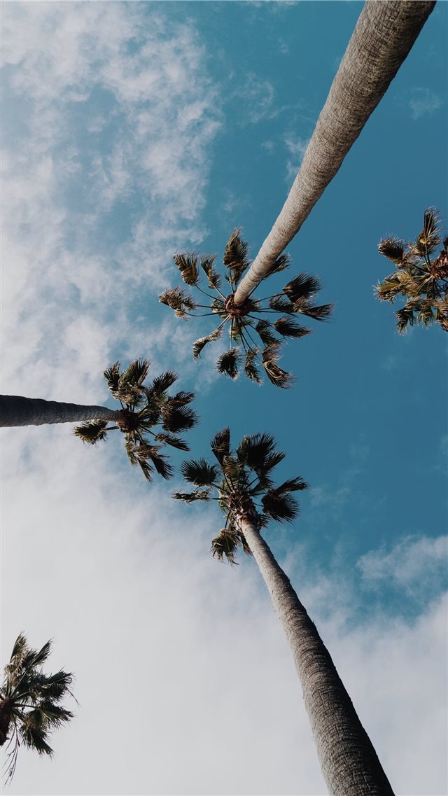 worms eyeview photography of coconut trees iPhone 8 wallpaper 