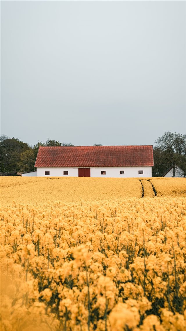 yellow petaled flower field during daytime iPhone 8 wallpaper 