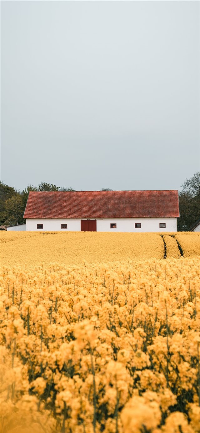 yellow petaled flower field during daytime iPhone X wallpaper 