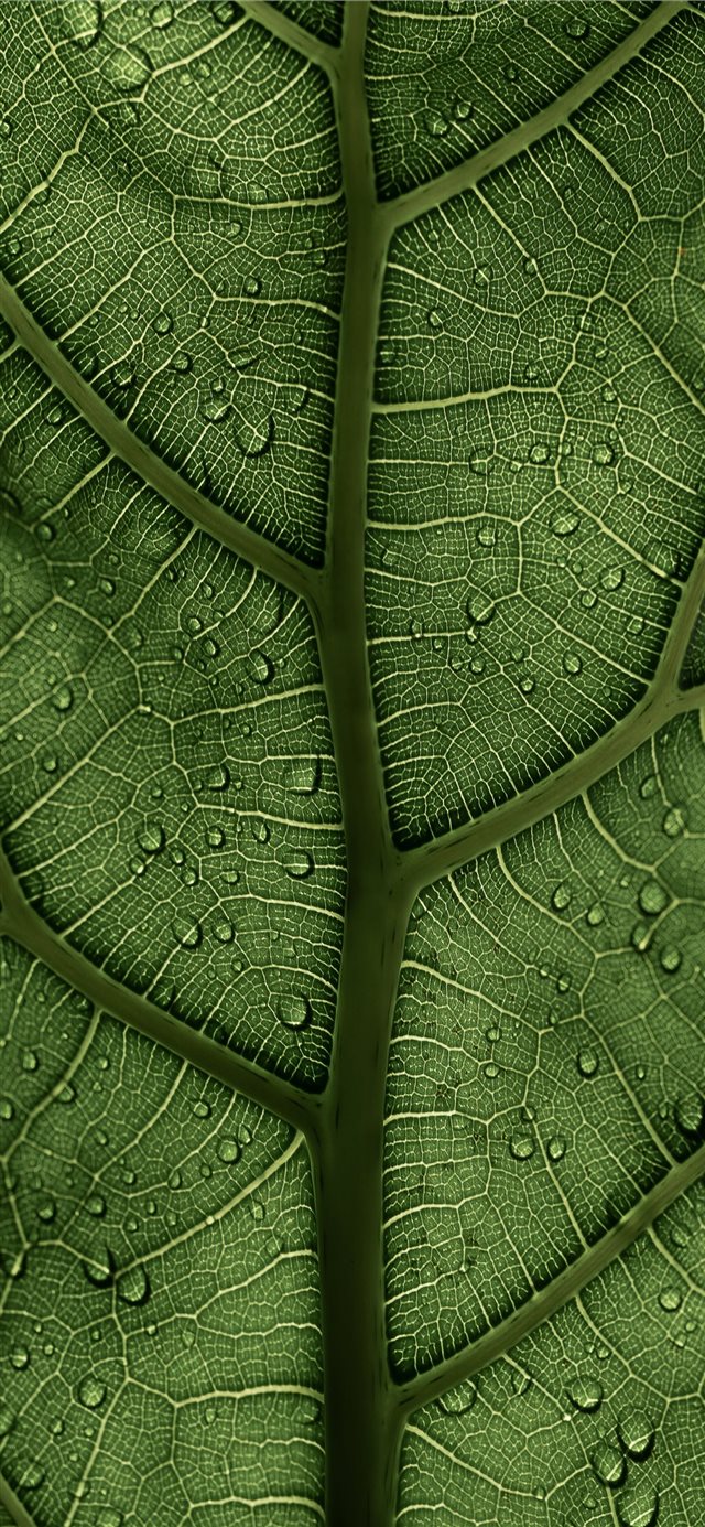 A Ficus Lyrata Leaf in the sunlight 2 2 IG clay ba... iPhone X wallpaper 