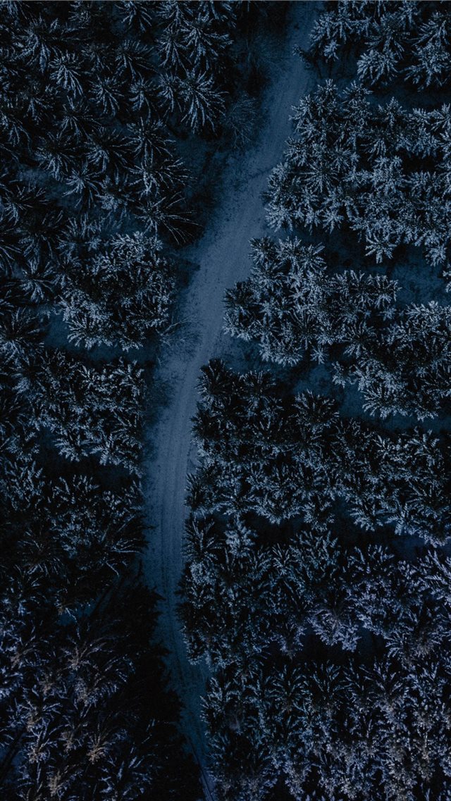 aerial photography of road between trees iPhone 8 wallpaper 