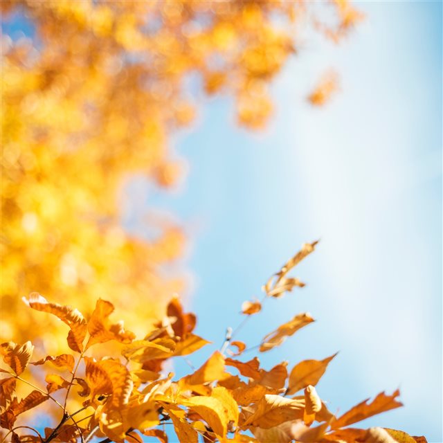 autumn leave iPad wallpaper 