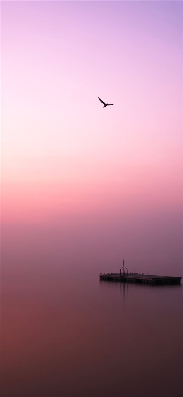 bird flying over body of water during daytime iPhone 11 wallpaper 