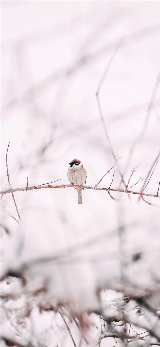 brown sparrow on tree branch iPhone 11 wallpaper 
