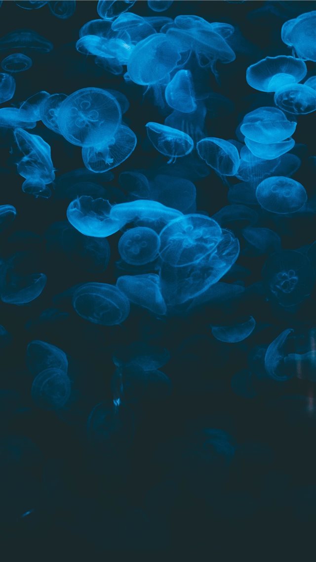 closeup photo of jellyfish iPhone 8 wallpaper 