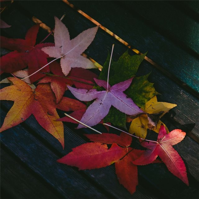 colorful leaves autumn 5k iPad wallpaper 