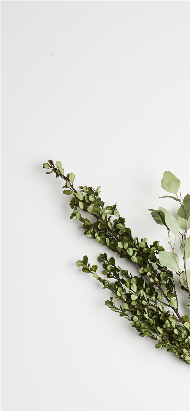 greeb leaf plants iPhone 11 wallpaper 