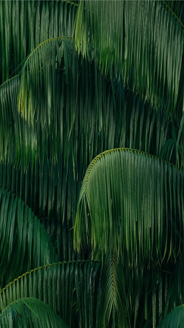 green coconut trees iPhone 8 wallpaper 