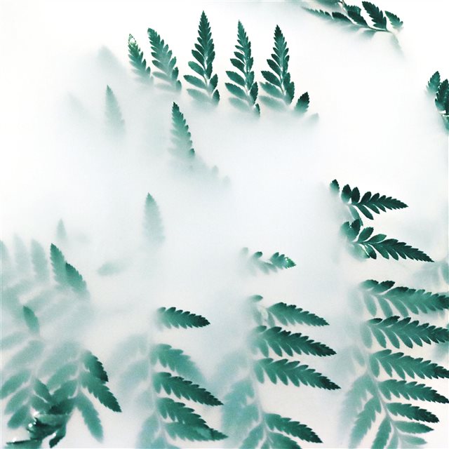 green leaf plants fog 4k iPad Pro wallpaper 