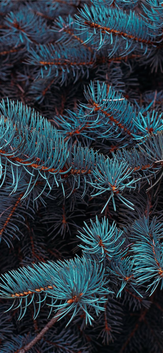 green pine tree in close up photography iPhone X wallpaper 