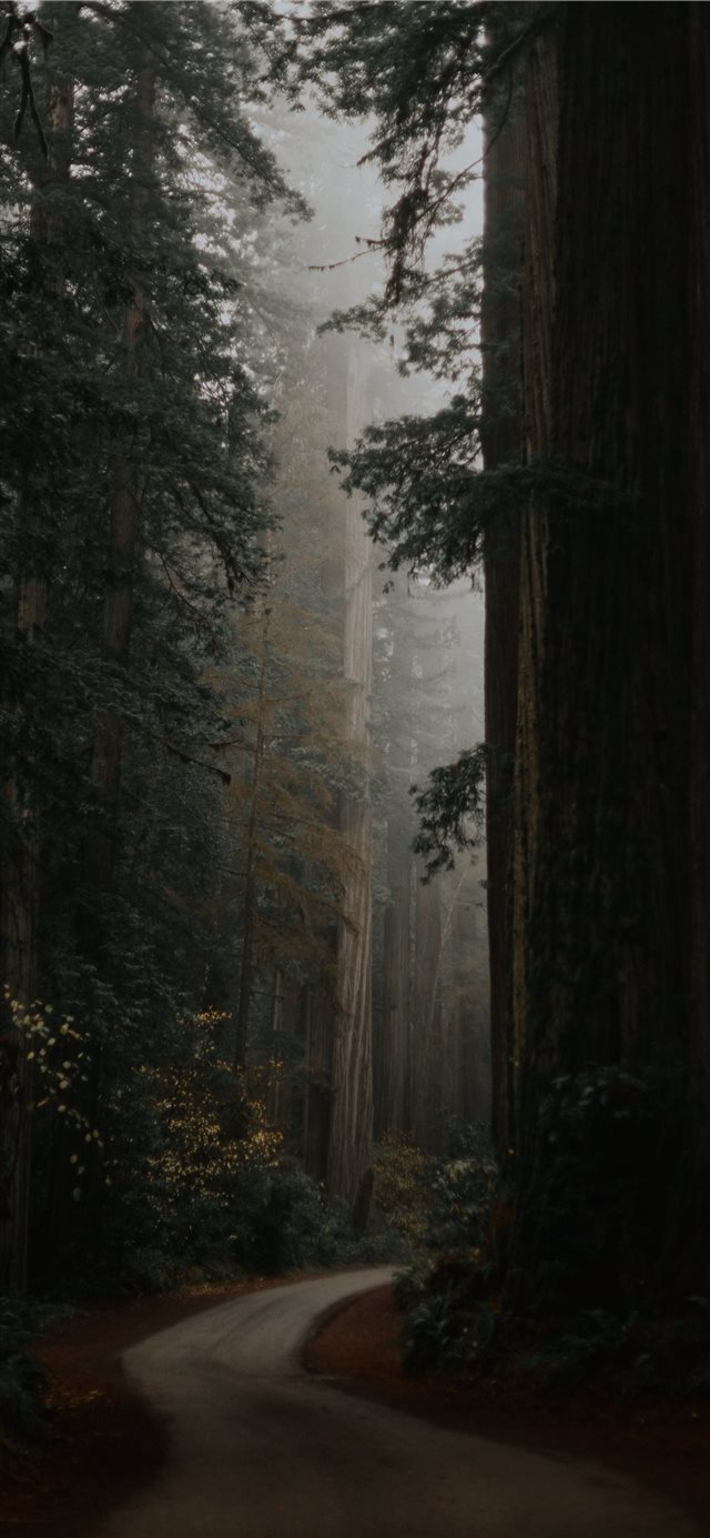 green trees under white sky during daytime iPhone X wallpaper 