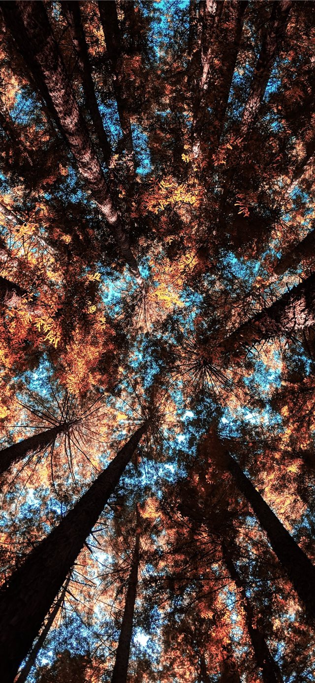 low angle photography of forest trees iPhone X wallpaper 