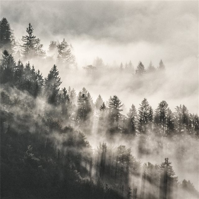 mist winter trees in mountains 5k iPad Air wallpaper 
