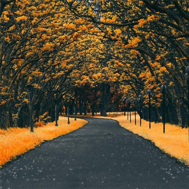 paved road autumn 4k iPad Air wallpaper 
