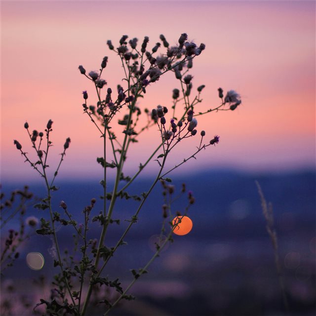 red sky sunset flare light plant blossom 4k iPad wallpaper 