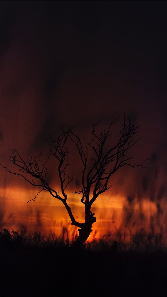 silhouette of tree iPhone 8 wallpaper 
