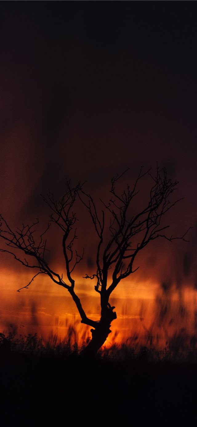 silhouette of tree iPhone X wallpaper 