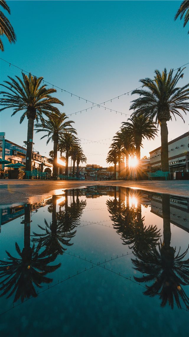 small body of water between palm tree iPhone 8 wallpaper 