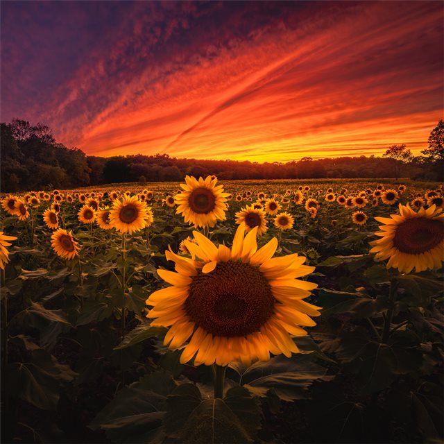 sunflower field 5k iPad Air wallpaper 