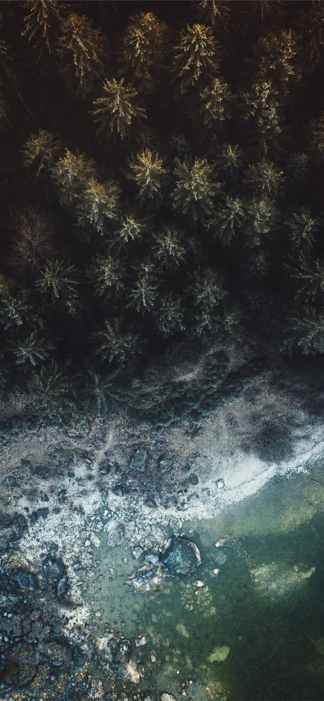 aerial view photography of beach and green forest iPhone X wallpaper 