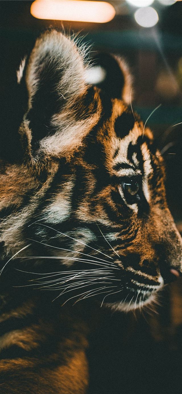 Baby Tiger Hd Iphone X Wallpapers Free Download