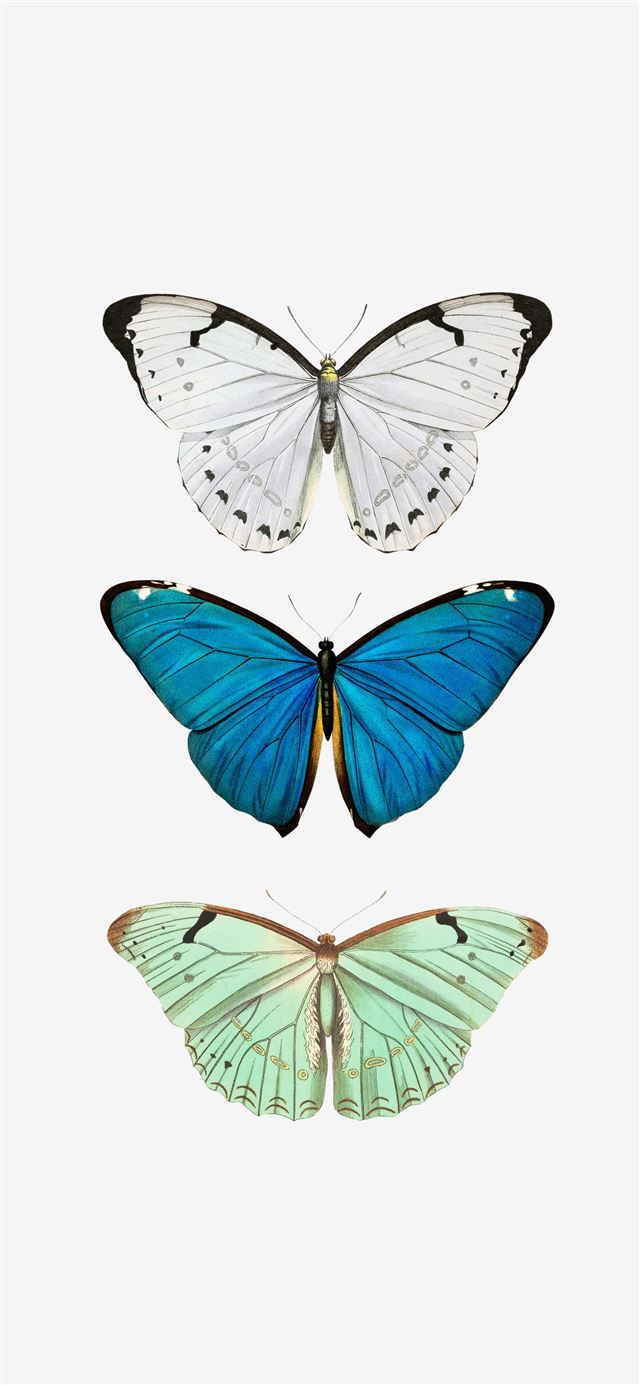 Butterfly iPhone X wallpaper 