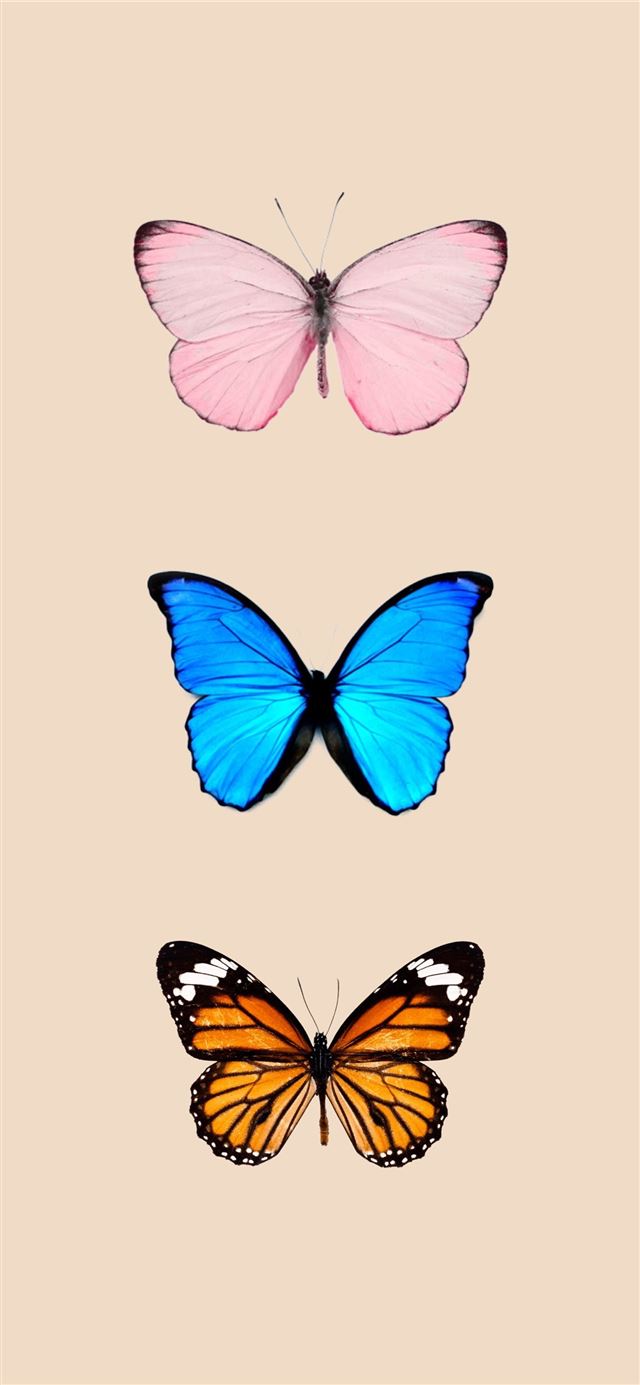 Butterfly background iPhone iPhone X wallpaper 