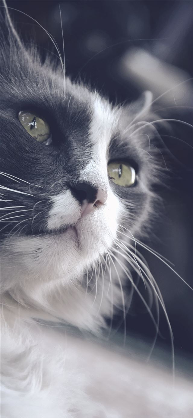 Close Up Photography Of Black And White Cat Hd Gat... iPhone 11 wallpaper 