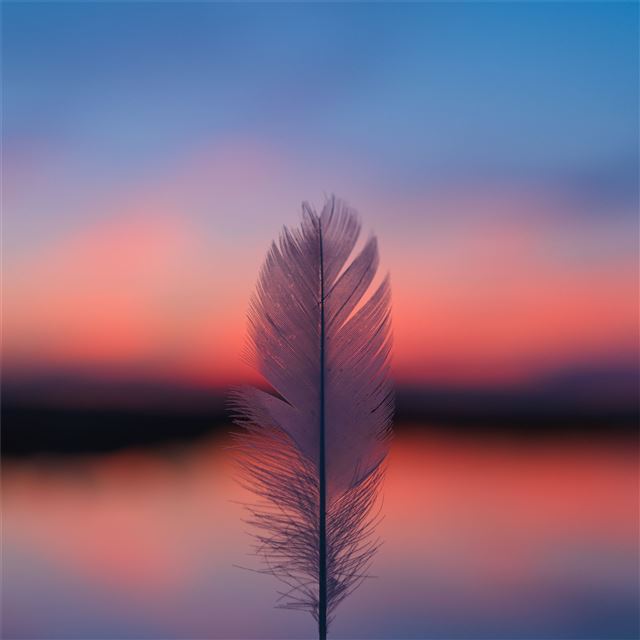 feather focus blur sunset 5k iPad Air wallpaper 