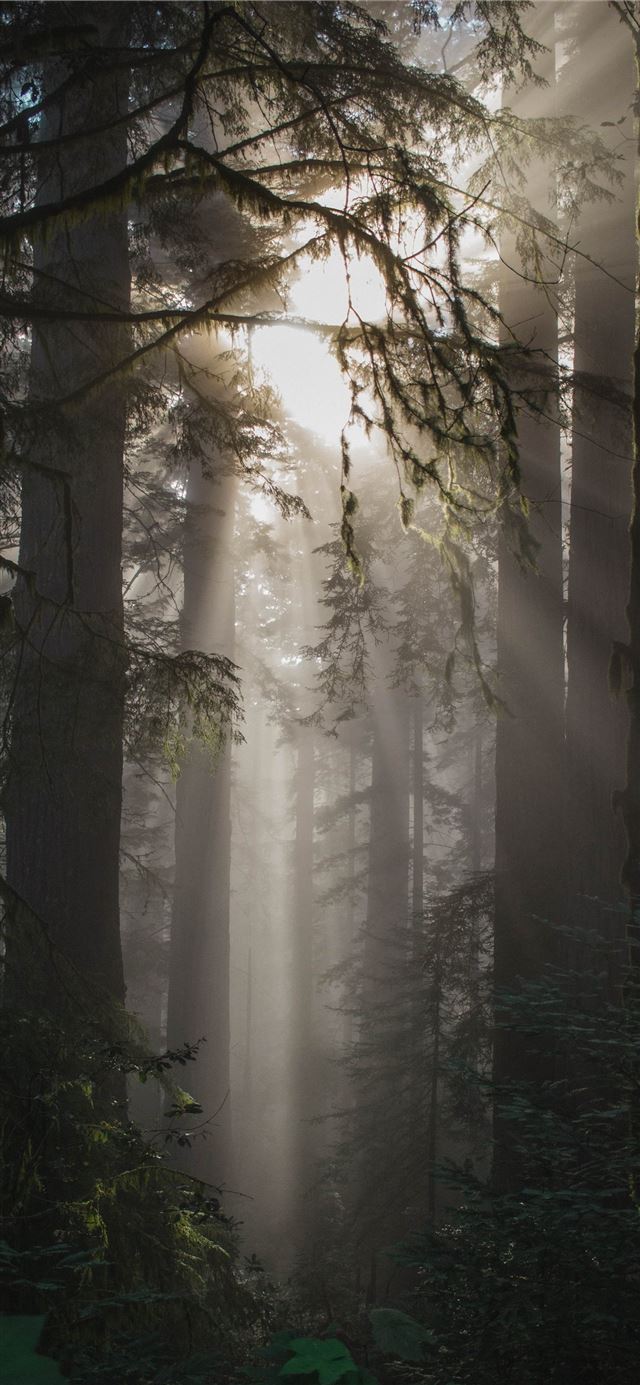 foggy weather with trees iPhone 11 wallpaper 