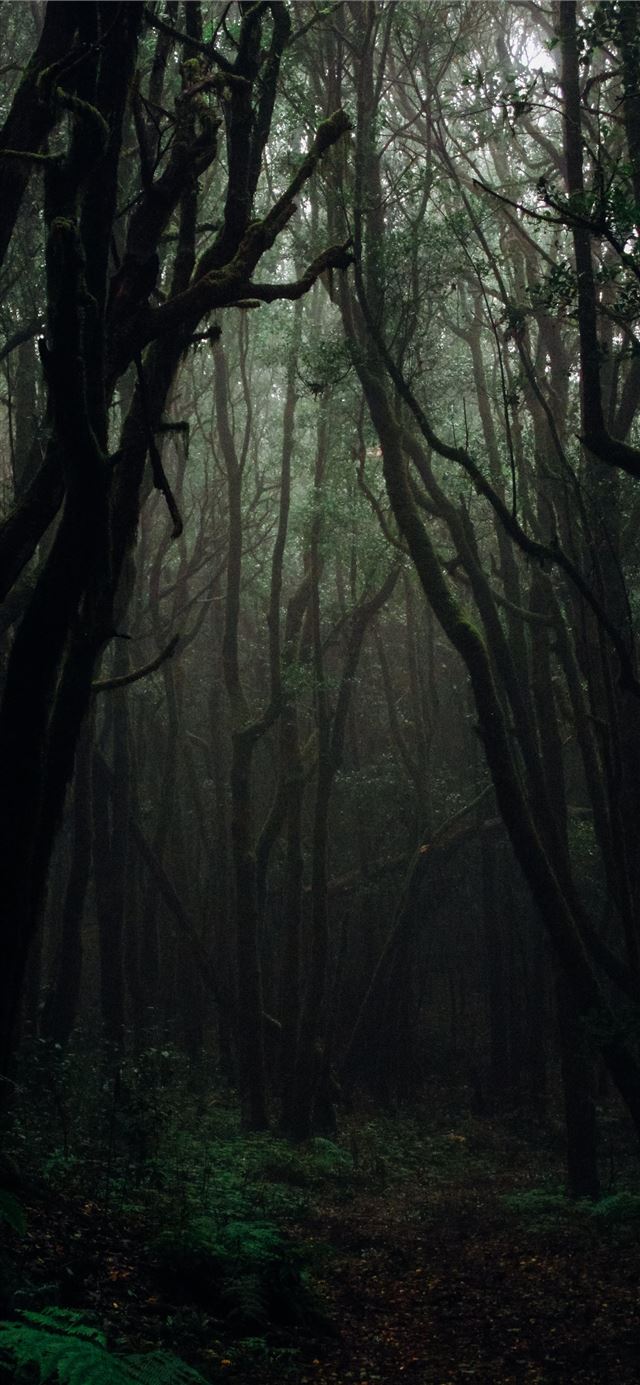 forest during daytime iPhone 11 wallpaper 
