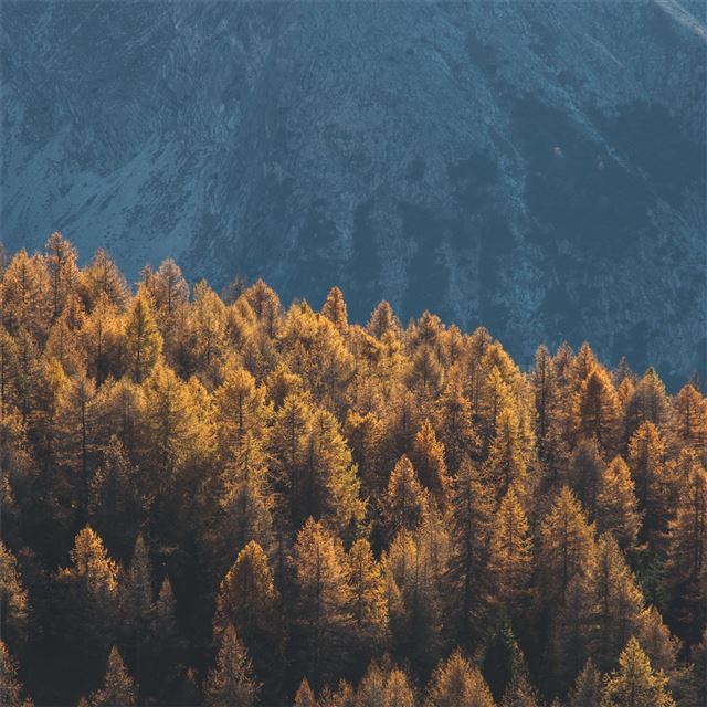 forest mountains trees tops coniferous 4k iPad Pro wallpaper 
