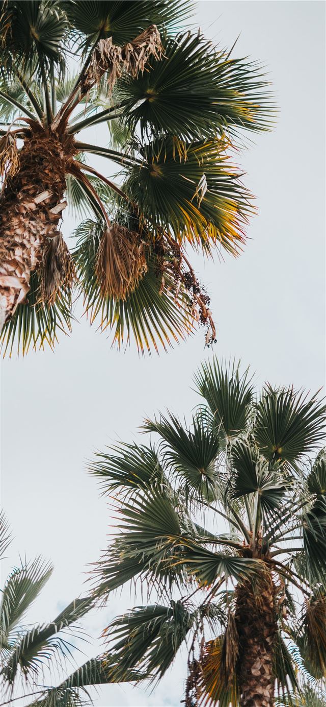 green palm tree under white clouds during daytime iPhone X wallpaper 
