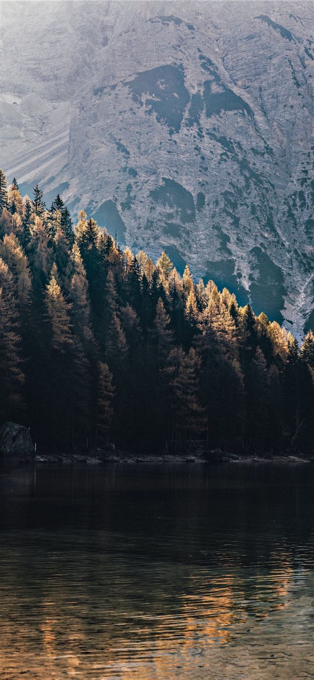 green pine trees near mountain iPhone X wallpaper 